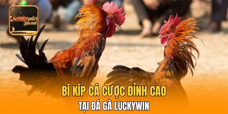 Bí kíp cá cược đỉnh cao tại đá gà Luckywin