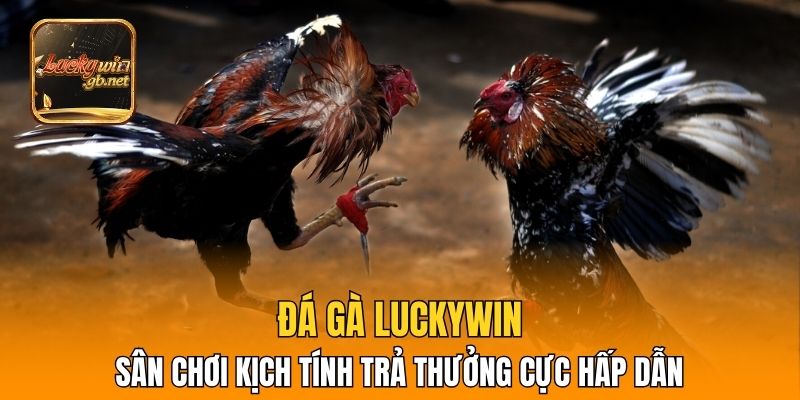Đá Gà Luckywin