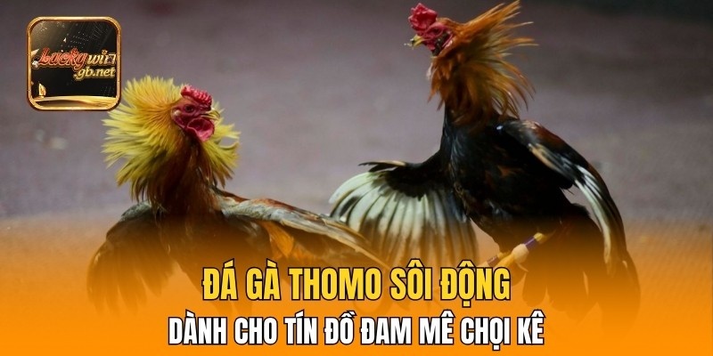Đá gà Thomo sôi động dành cho tín đồ đam mê chọi kê