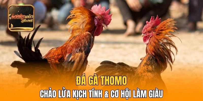 Đá Gà Thomo – Chảo Lửa Kịch Tính & Cơ Hội Làm Giàu