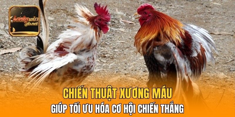 Những chiến thuật xương máu giúp tối ưu hóa cơ hội chiến thắng